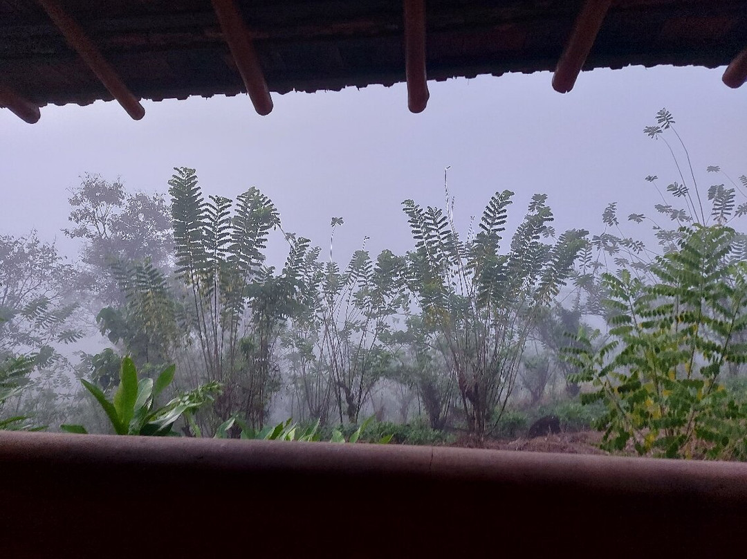 Rainforest Edge主图