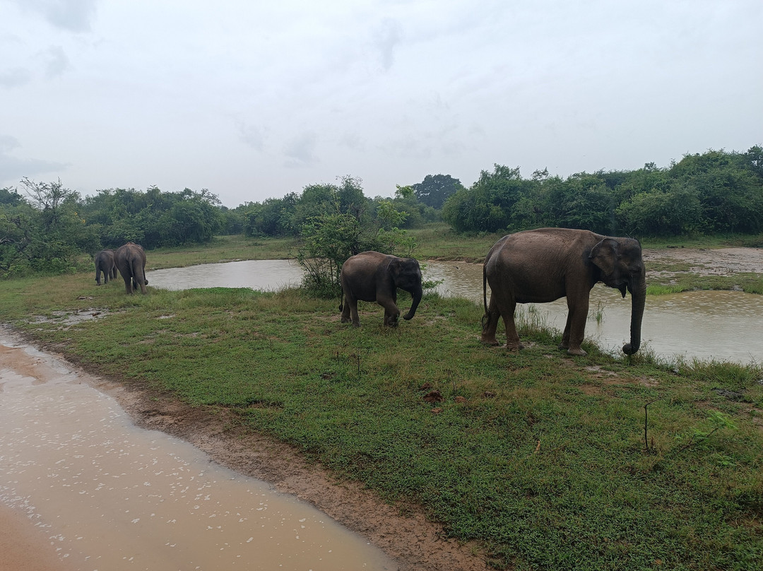Yala Kings Safari景点图片