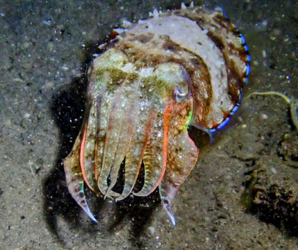 Critter Republic-岛印必去景点