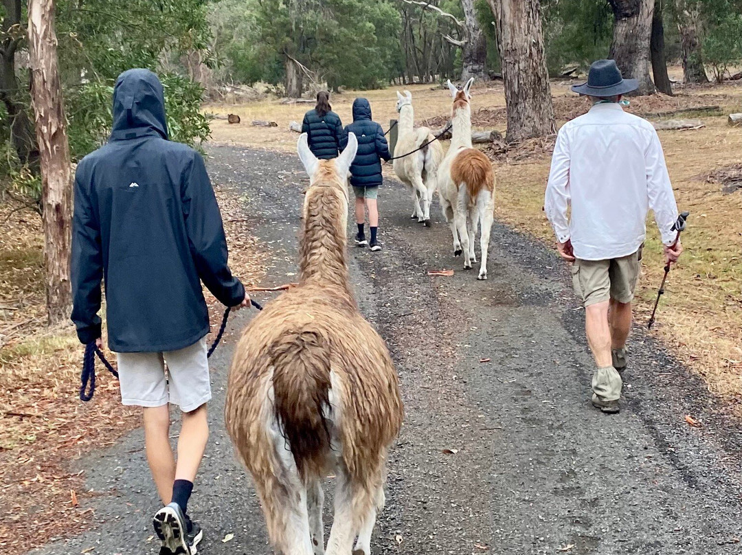 Hanging Rock Llama Treks-Woodend必去景点