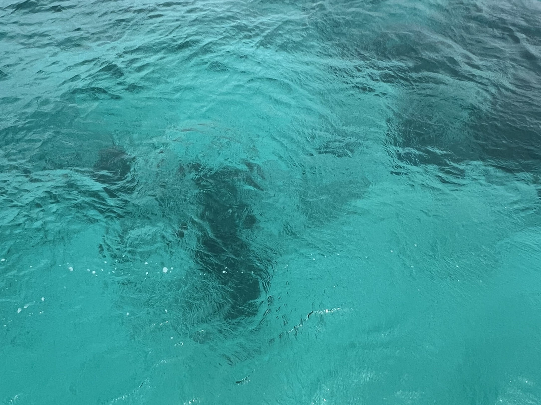 Dunk Island Reef Adventures景点图片