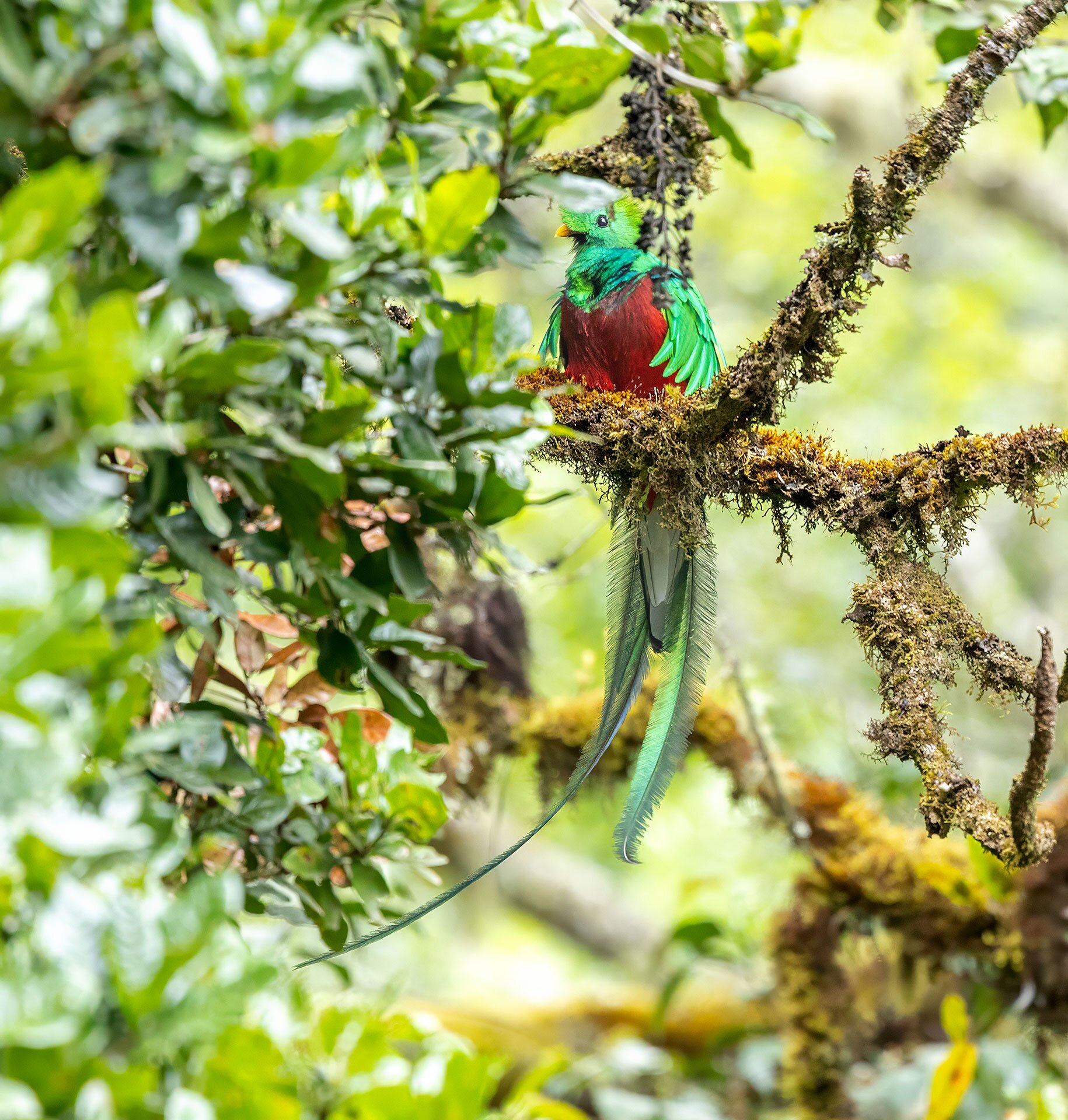 Dantica Cloud Forest Lodge-官方