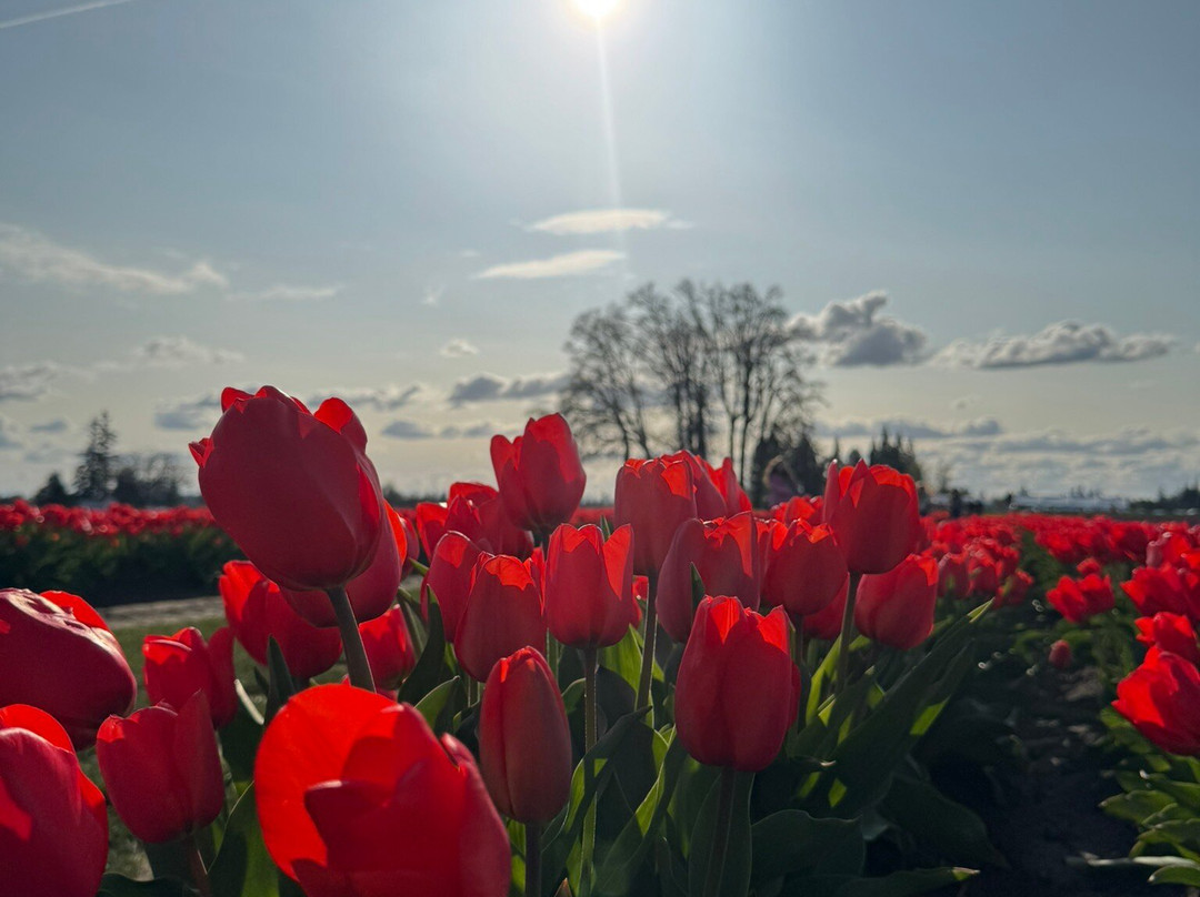 Wooden Shoe Tulip Farm景点图片