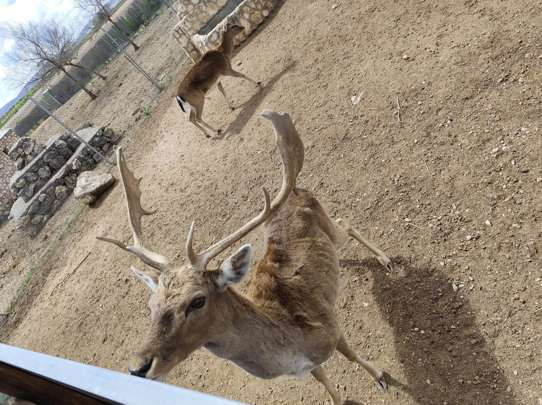 Zoo De Lillo景点图片