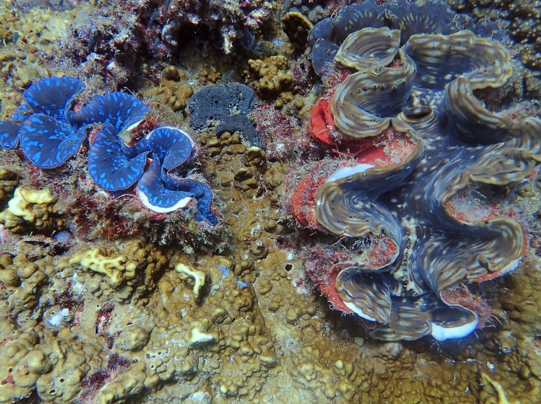 Ocean9 Scuba Tenggol景点图片