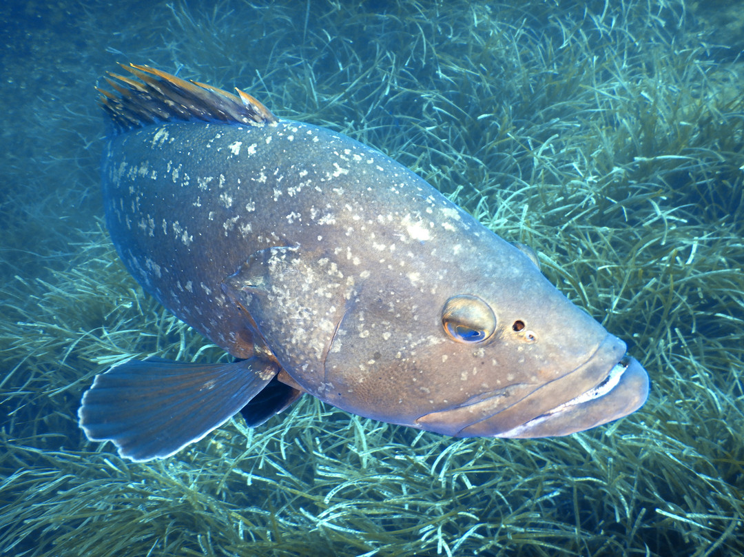 Sottolonda Diving Center-Capoliveri必去景点