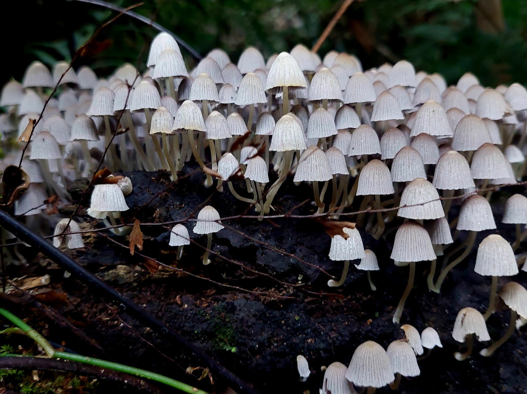 Bunya Mountains National Park-Bunya Mountains必去景点