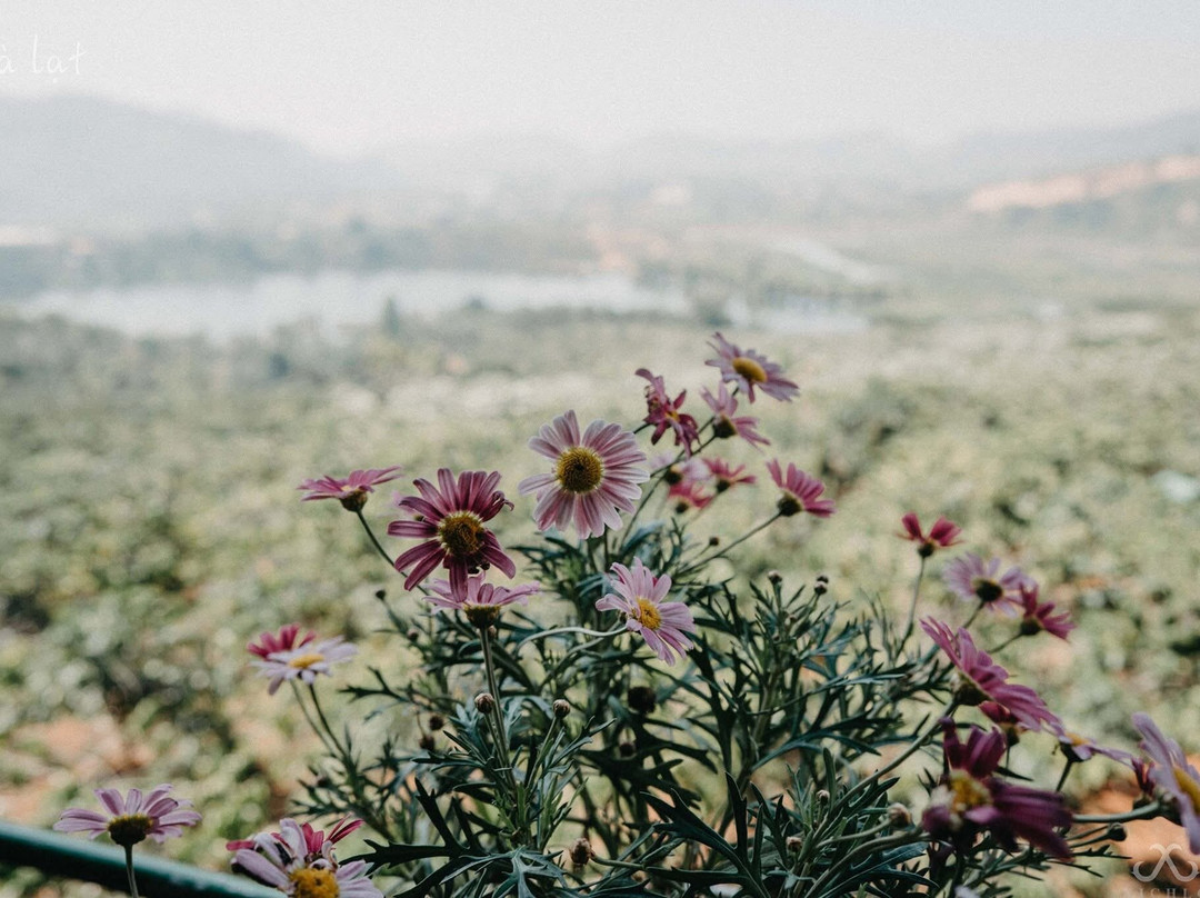 Cau Dat Tea Hill景点图片