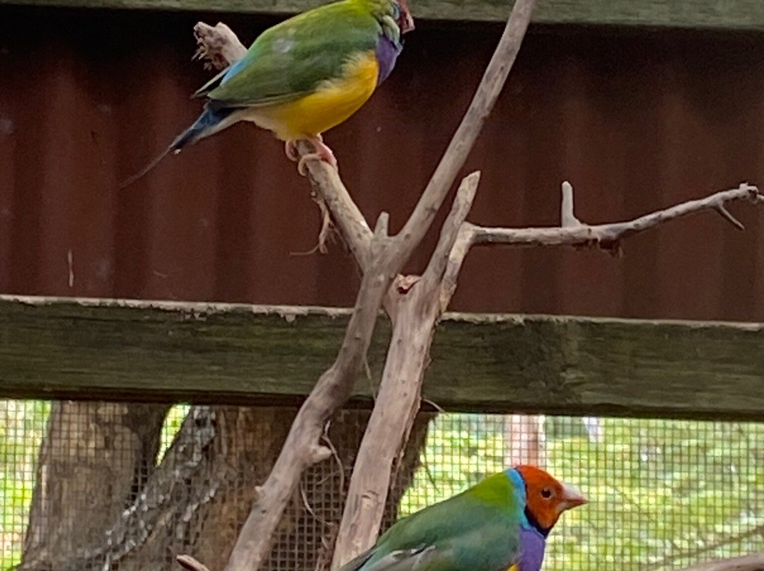 Billabong Sanctuary-汤斯维尔必去景点