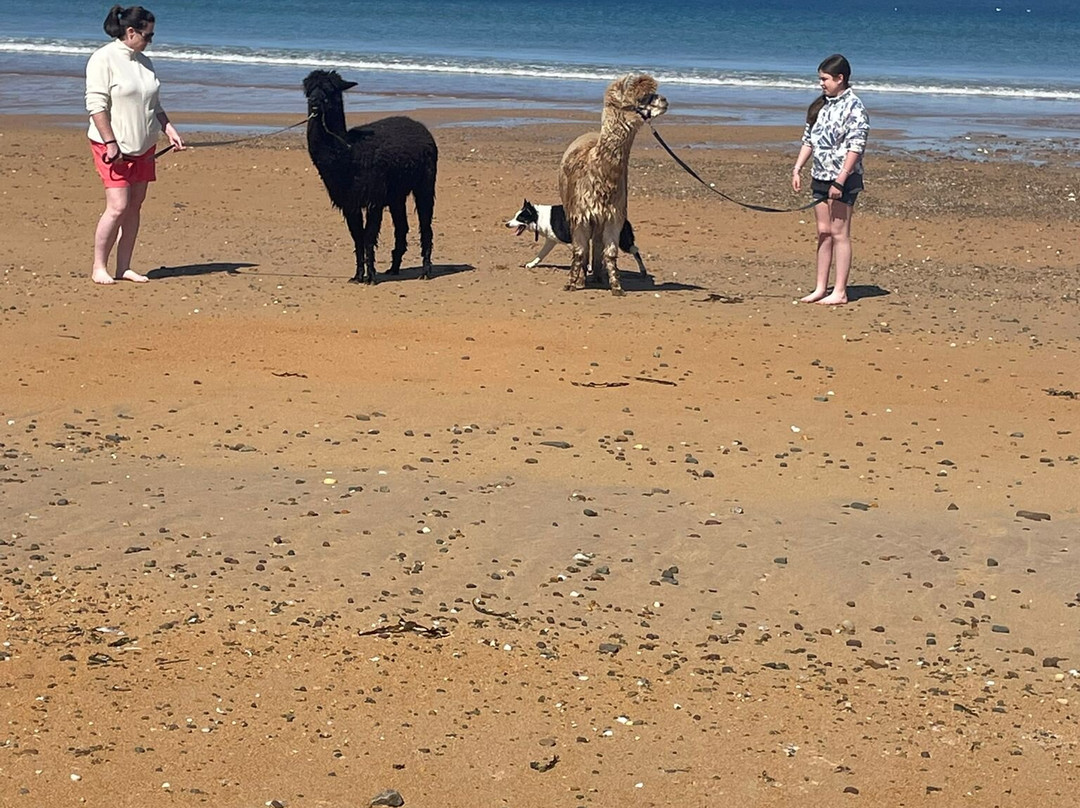 Achill Island Alpacas景点图片