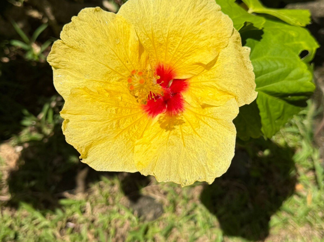 Hawaiian Style Tours-哈纳必去景点