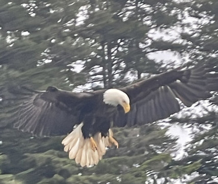 49th Fathom Charters-朱诺必去景点