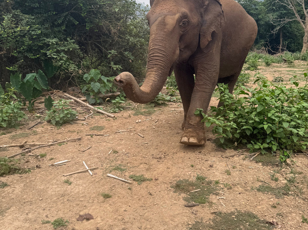 Care for Elephants-清迈必去景点