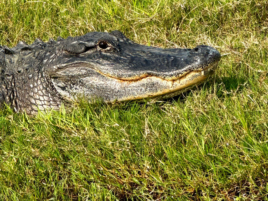 Switchgrass Outfitters & Airboat Tours景点图片