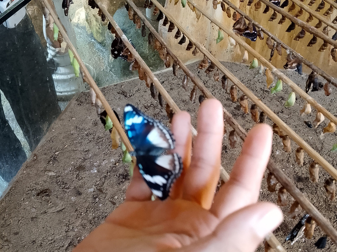 Palawan Butterfly Ecological Garden and Tribal Village景点图片
