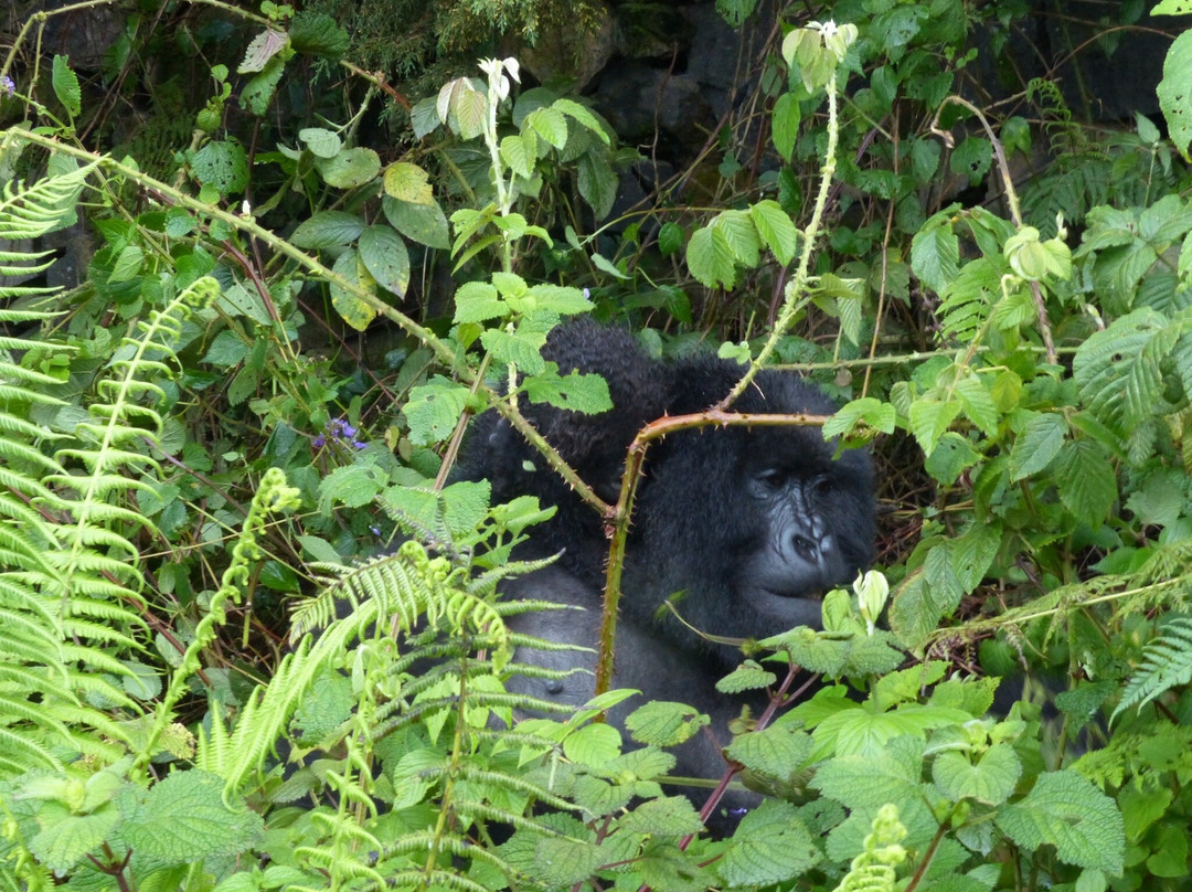Primate Safaris-吉佳利必去景点
