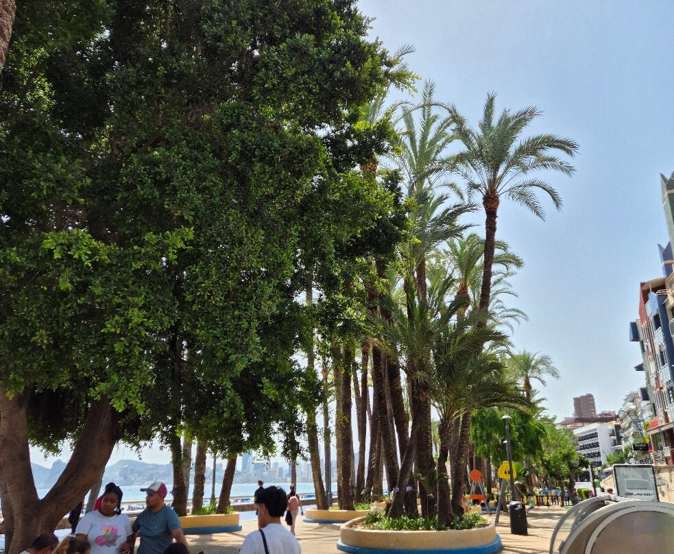 Parc d'Elx-贝尼多姆必去景点