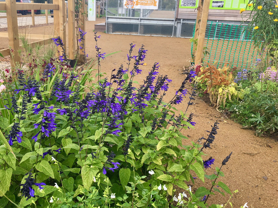 Radipole Park and Gardens-韦茅斯必去景点