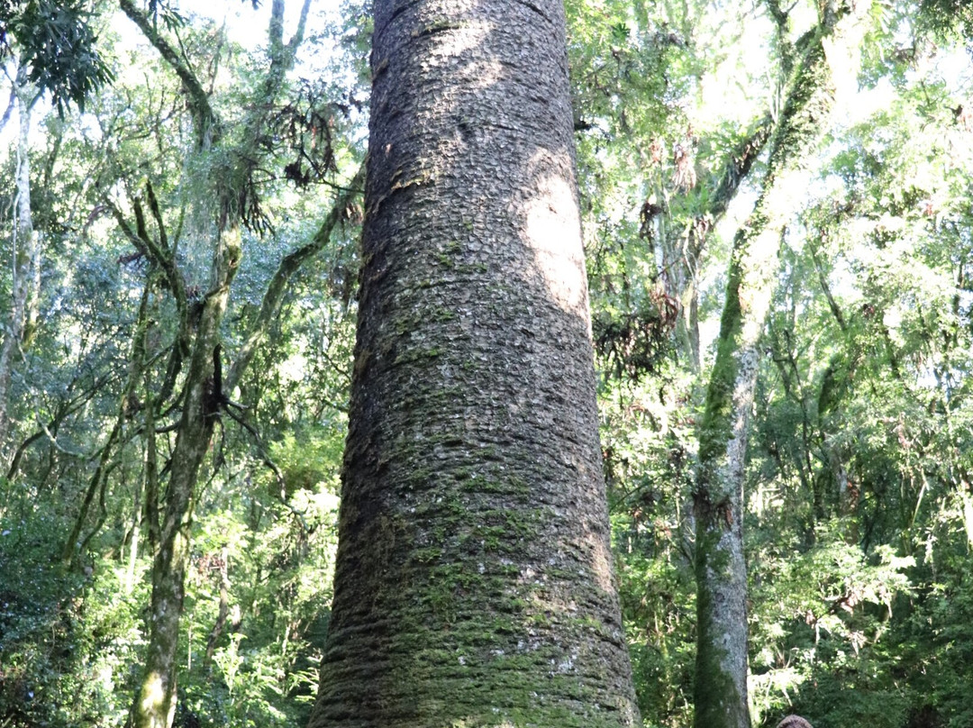 Pinheiro Multissecular-Nova Petropolis必去景点