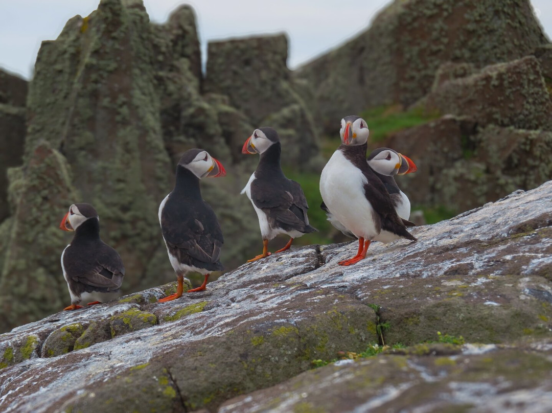 Anstruther Pleasure Cruises-Boat Day Tours-Anstruther必去景点