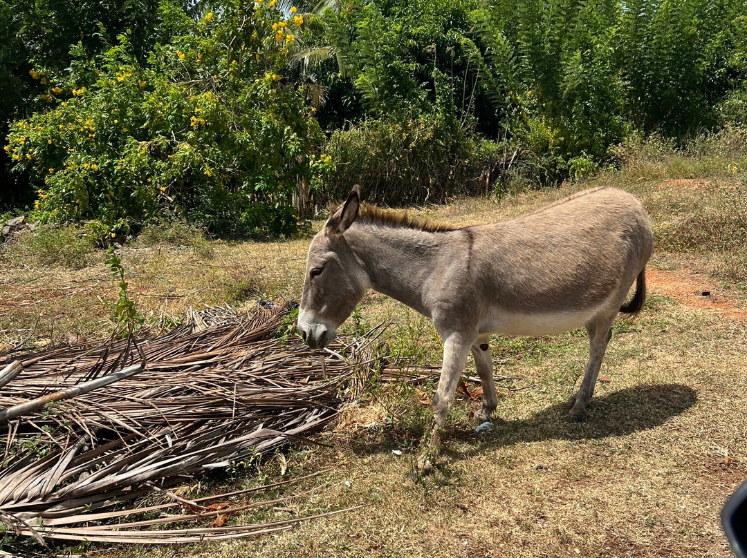 Sayura Travels Sri Lanka-Kinniya必去景点