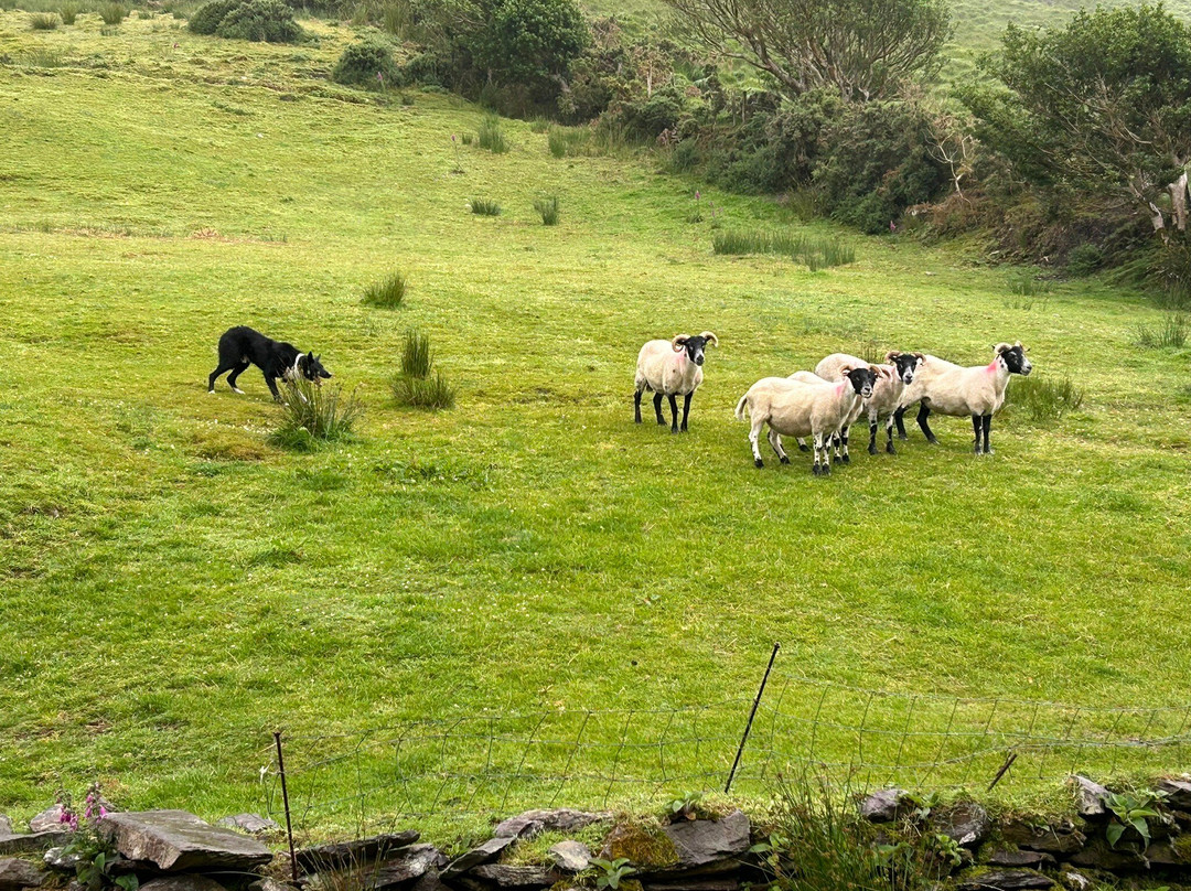 Kells Sheepdogs Ring of Kerry