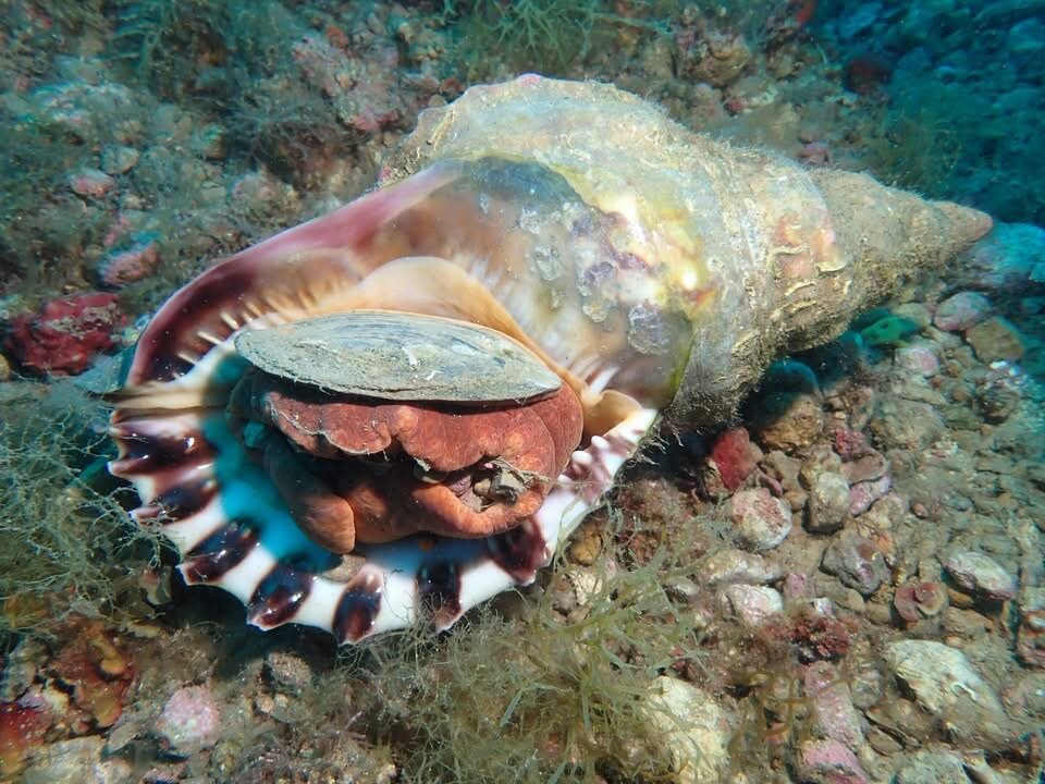 La Sirena Diving Center-L'Estartit必去景点