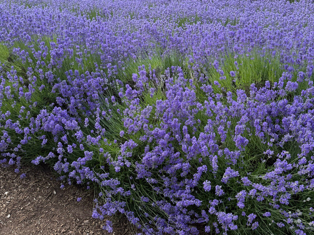 Norfolk Lavender-Heacham必去景点