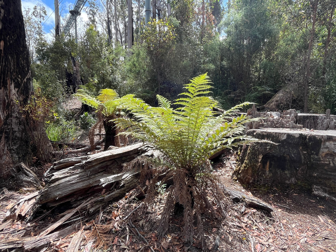 Tahune Adventures-Geeveston必去景点