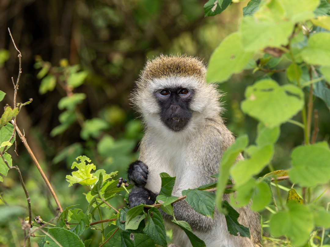 Africa Green Tours-Kibuye必去景点