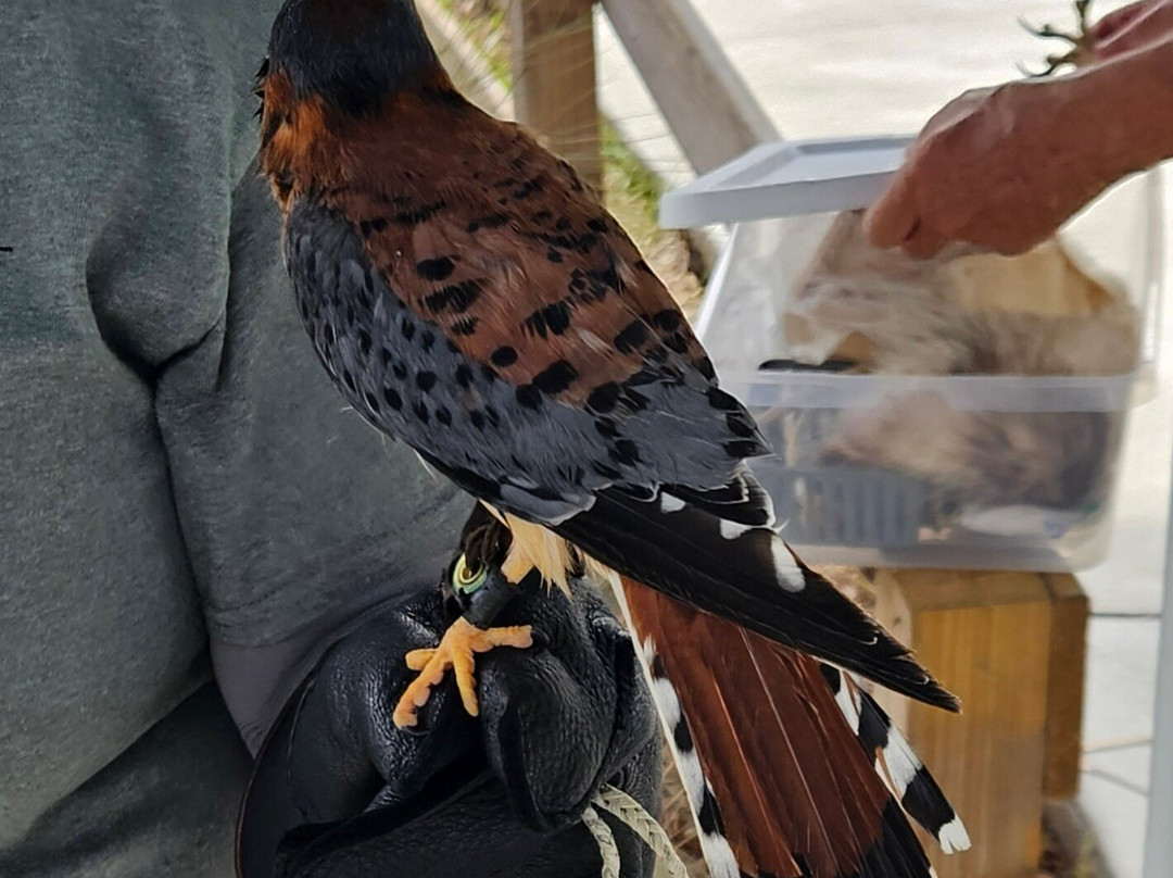 Busch Wildlife Sanctuary at Abramson & Schlaggar Reserve-朱庇特必去景点