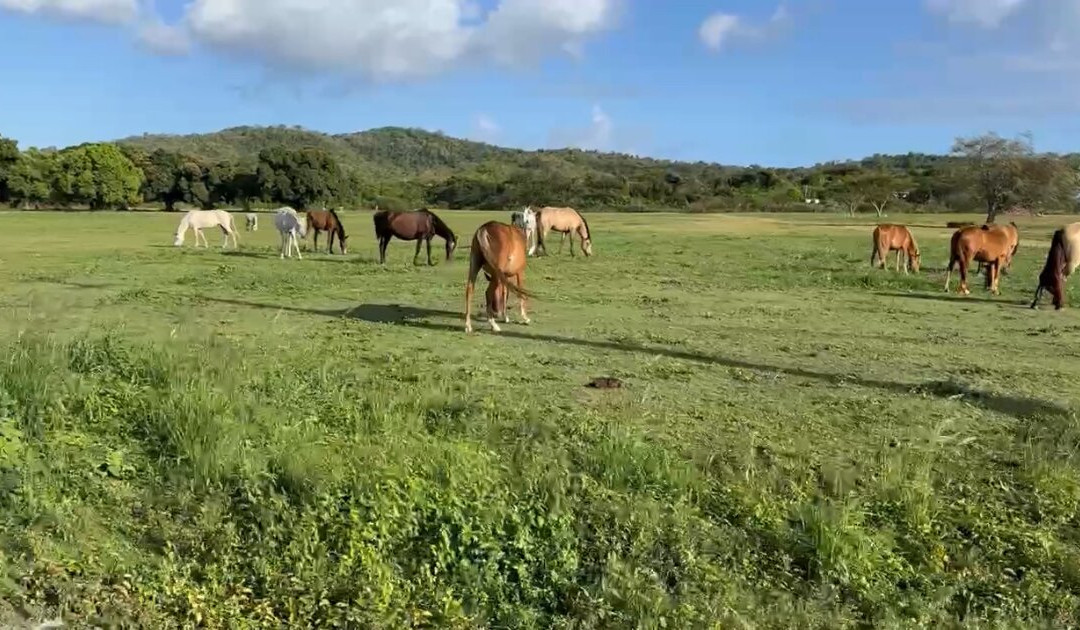 Vieques Island-维切克岛必去景点