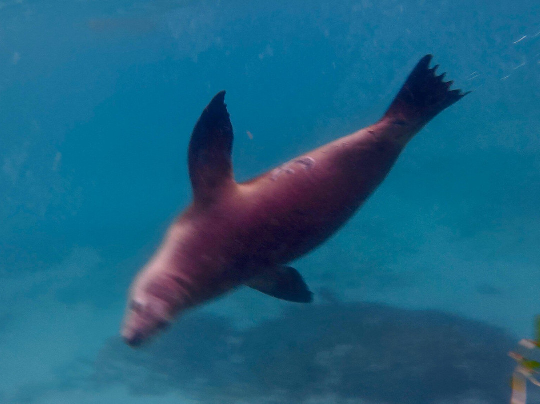 Jurien Bay Oceanic Experience-朱里恩湾必去景点