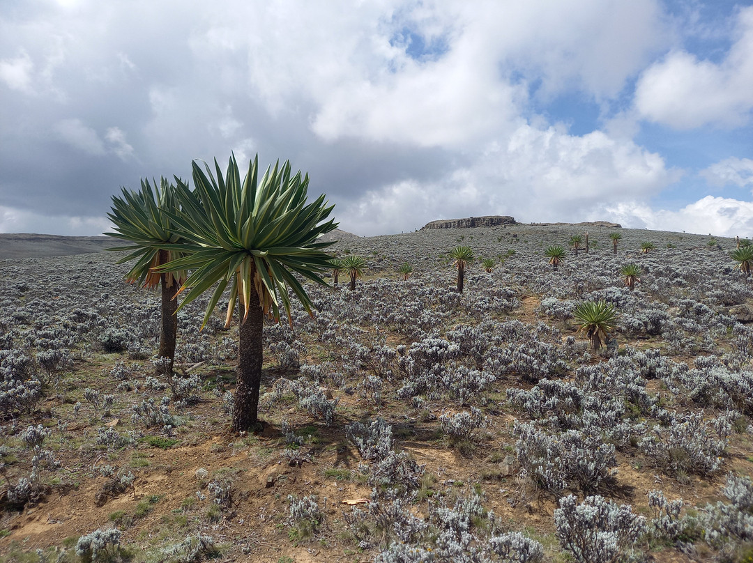 Bale Mountains-Goba必去景点
