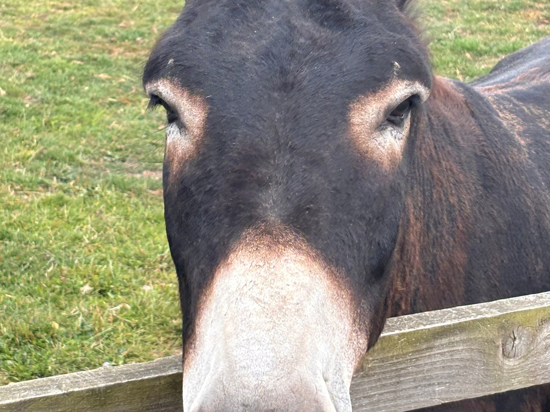 Radcliffe Donkey Sanctuary-Huttoft必去景点