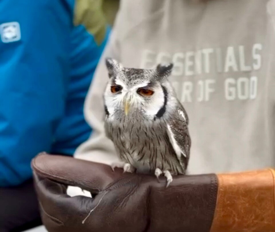 Hawkeye School of Falconry-基尔肯尼必去景点