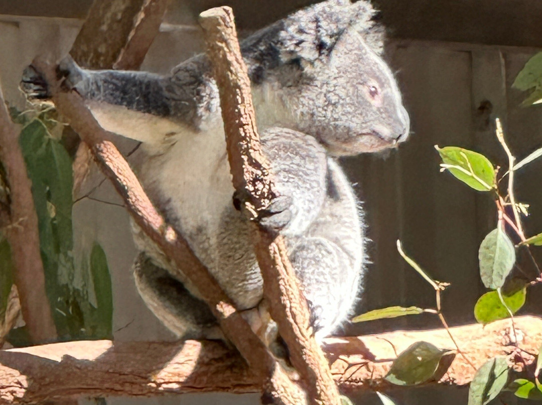 Bos Tours Queensland-Mount Tamborine必去景点