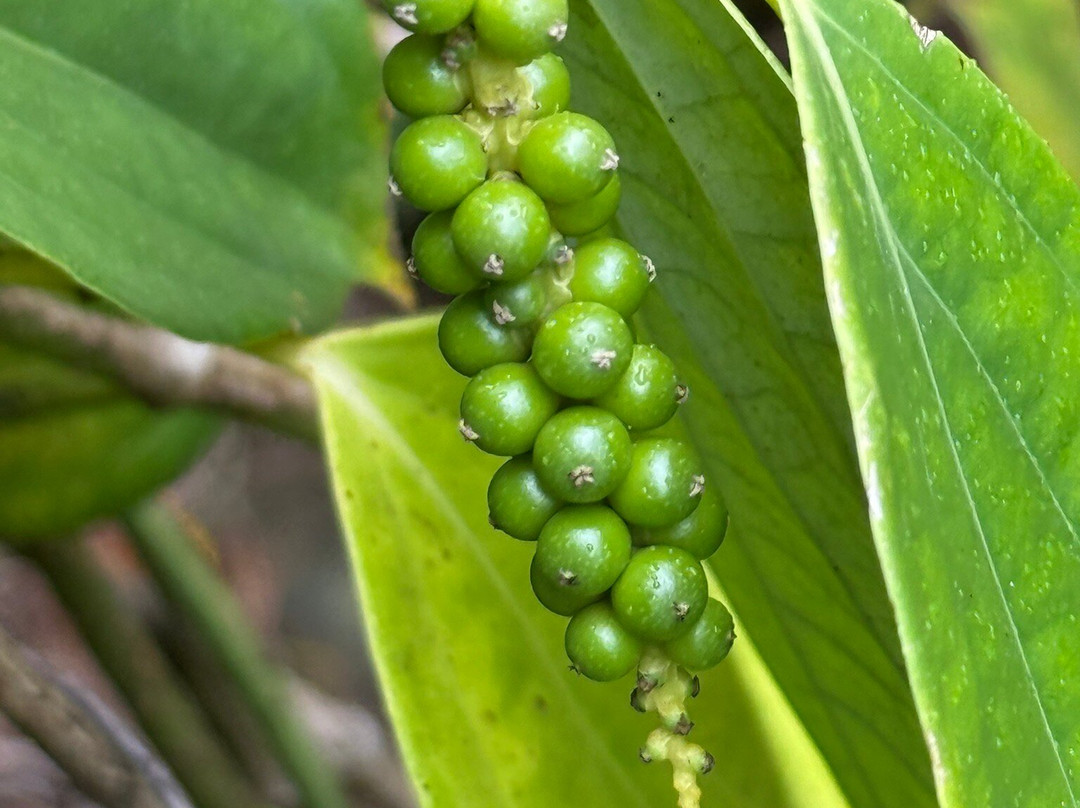 Hamakua Chocolate Farm-帕派科欧必去景点