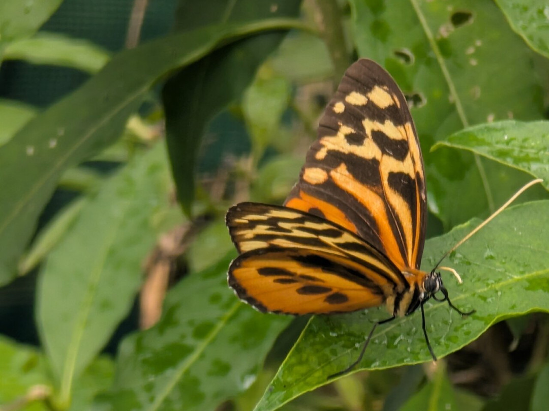 Guys Butterfly House-St Hilary必去景点