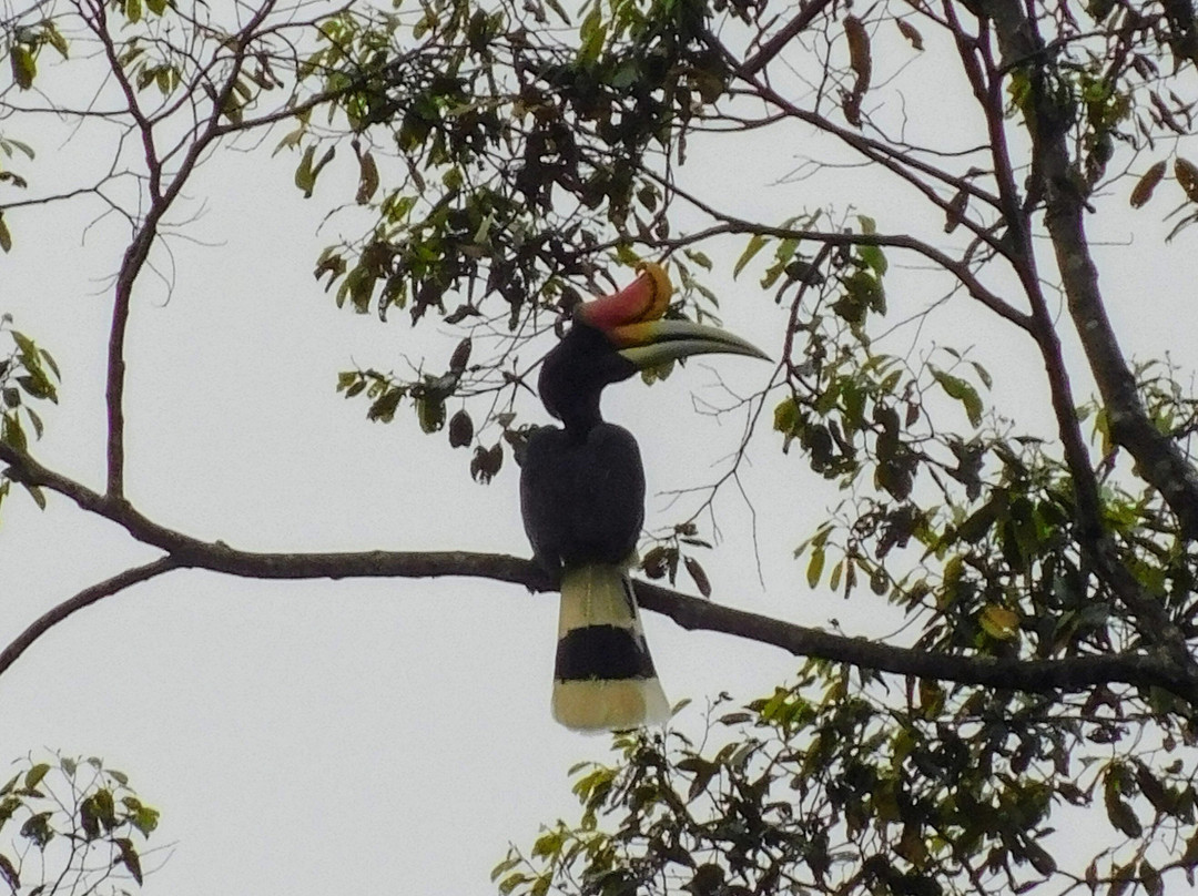 1StopBorneo Wildlife-斗湖必去景点