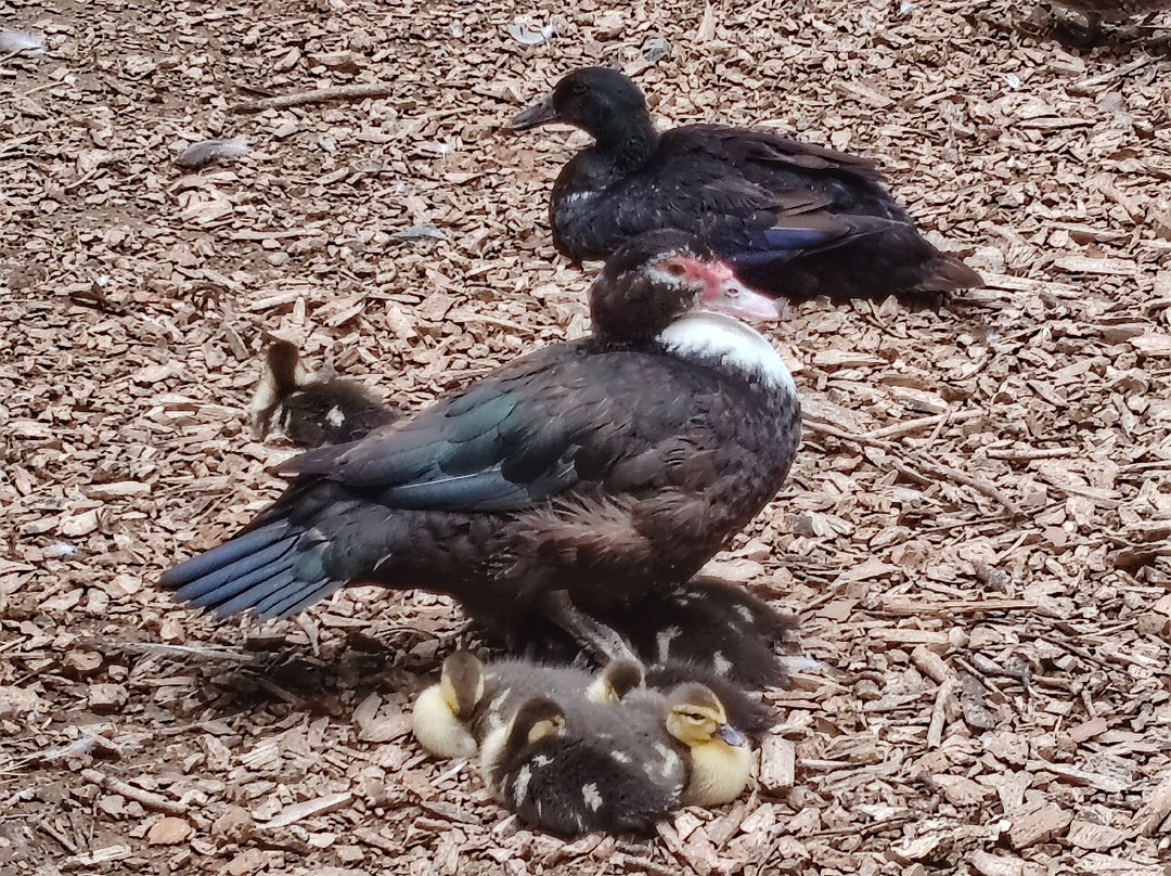 Fortifications-Le Quesnoy必去景点