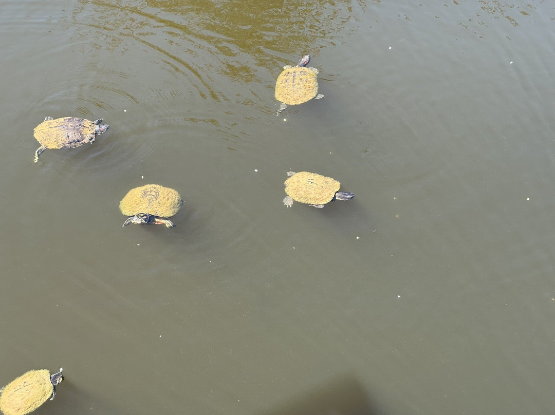 South Carolina Botanical Gardens-克莱姆森必去景点