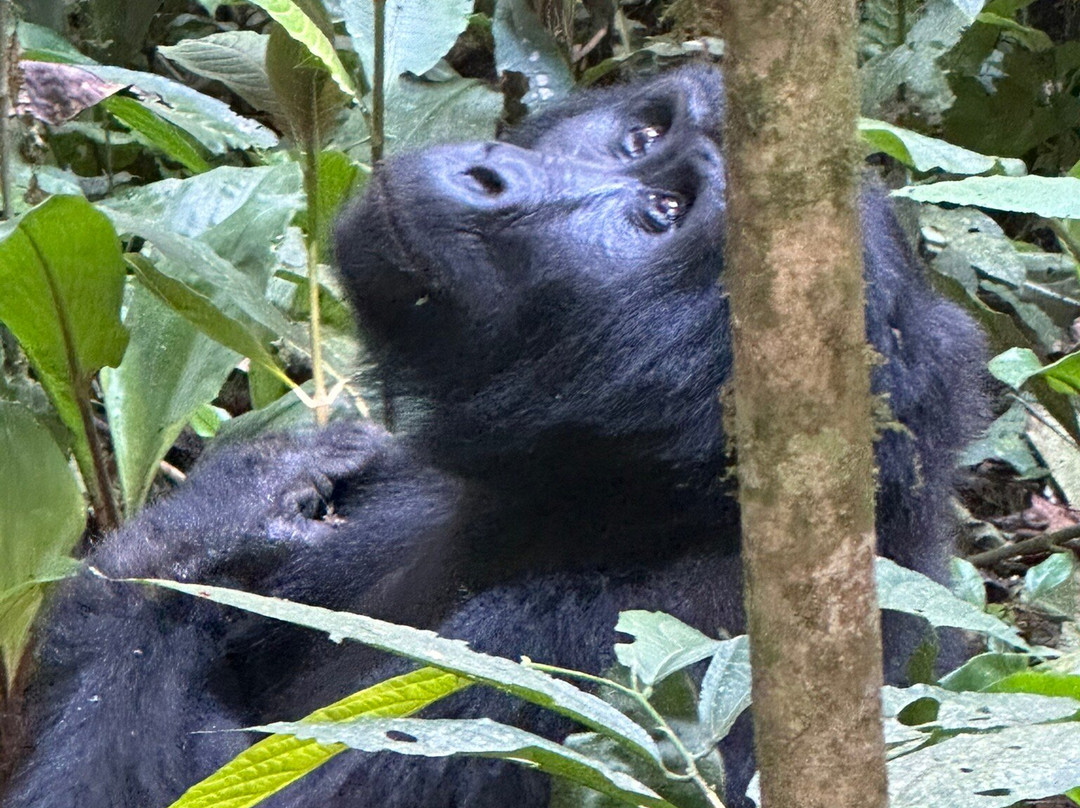 Gorilla Link Tours-坎帕拉必去景点