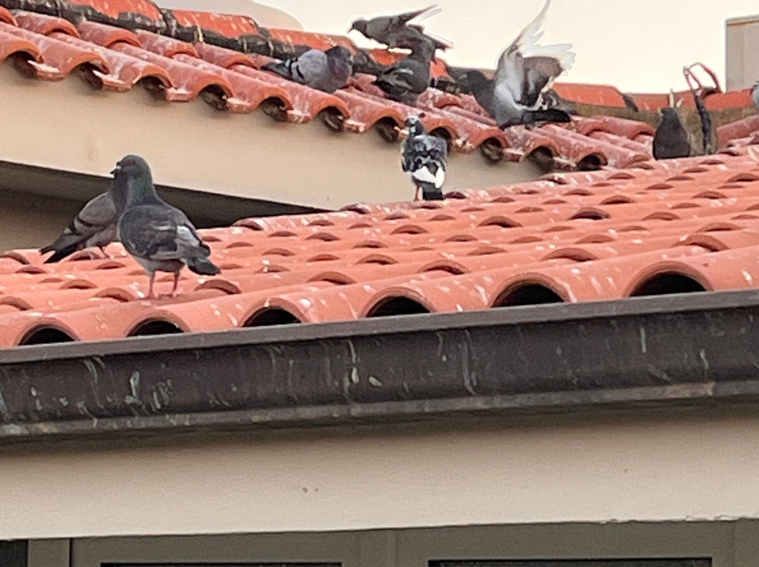 Lu' Hotel Porto Pino主图