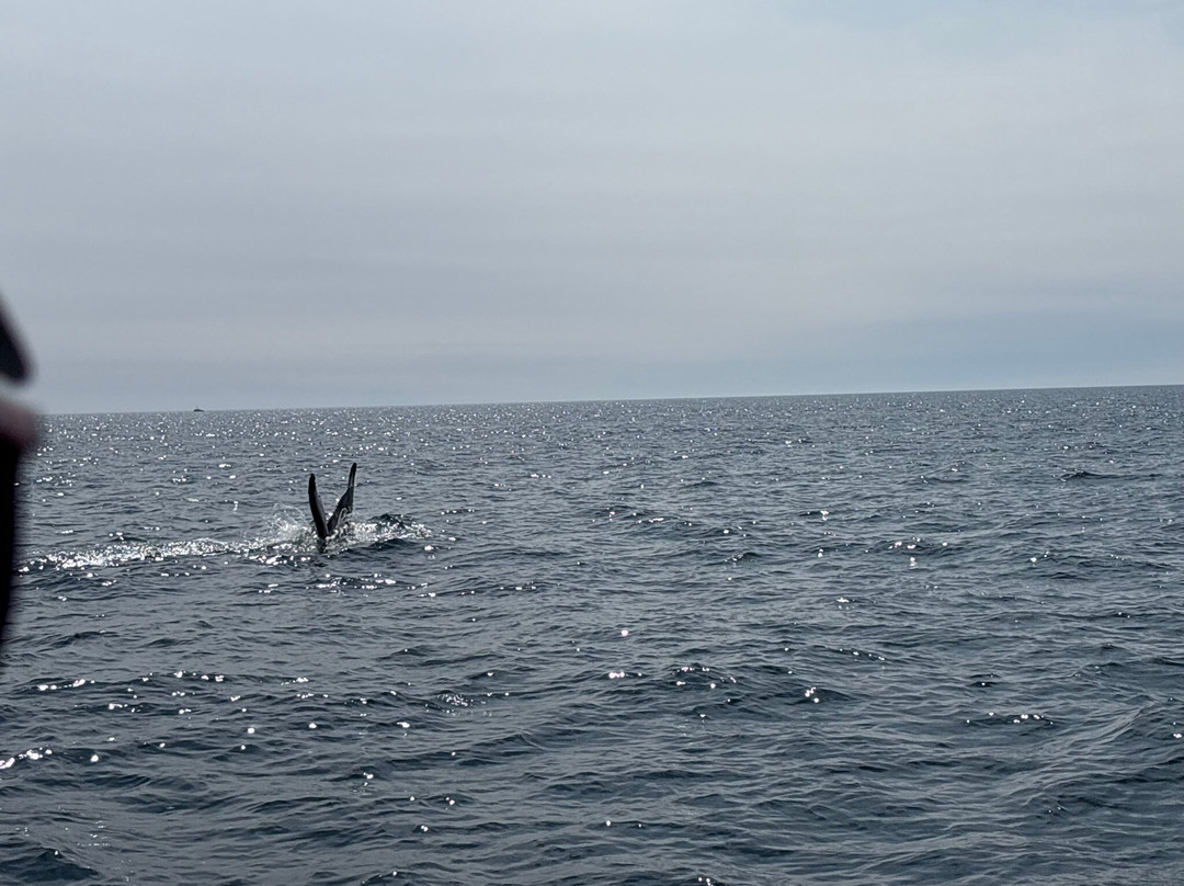 Adventure Bay Whale Watch Co.-Tiverton必去景点