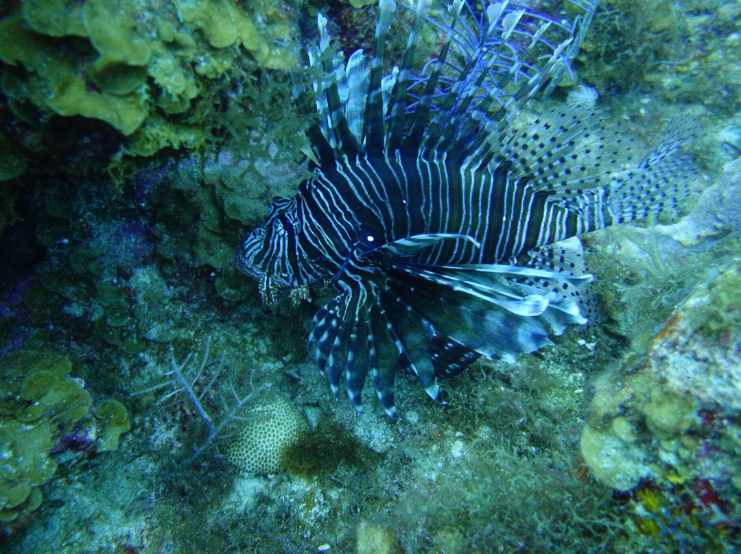 Anda Di Wata Dive School-Providencia Island必去景点