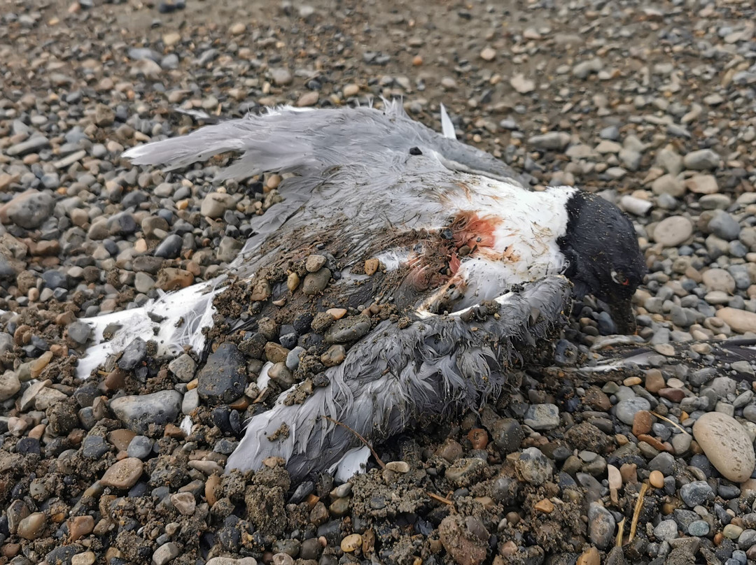 Barrow Beach-巴罗必去景点