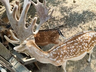 Gorica Zoo-比亚拉必去景点