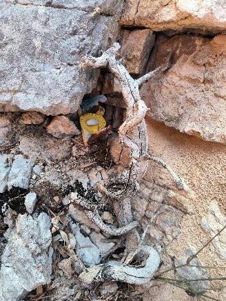 Guesthouse Runcini主图