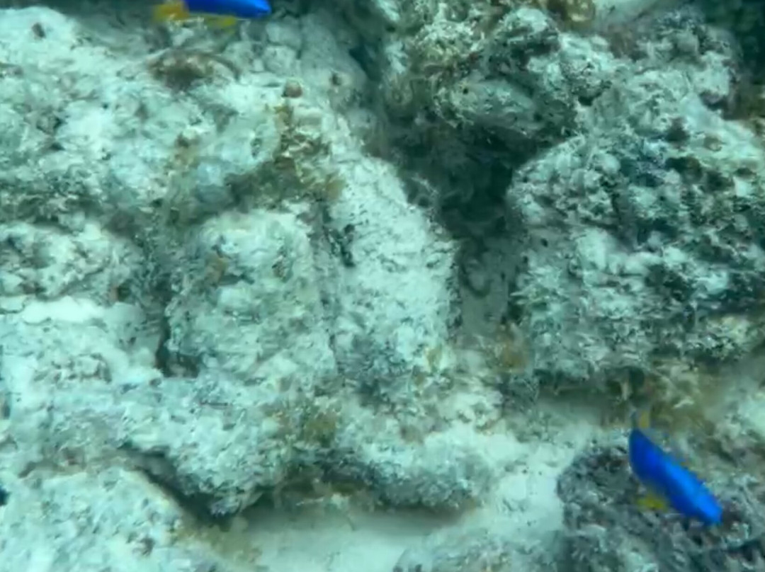 Zanzibar tours by Juma-Matemwe必去景点